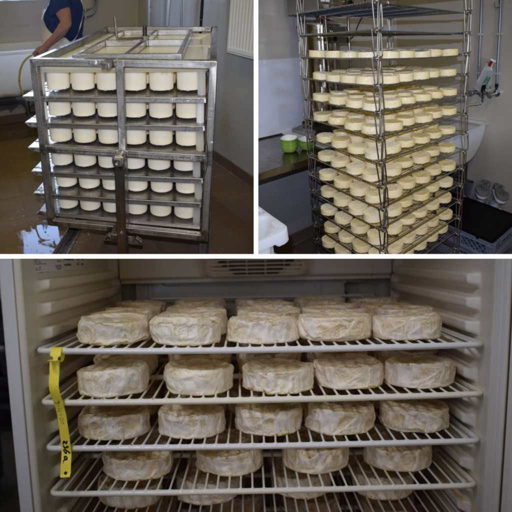 productieproces productiproces witflora kaas uit Zevenaar