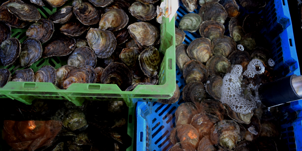 #kieslokaal on tour: Zeeuwse platte oester uit Yerseke
