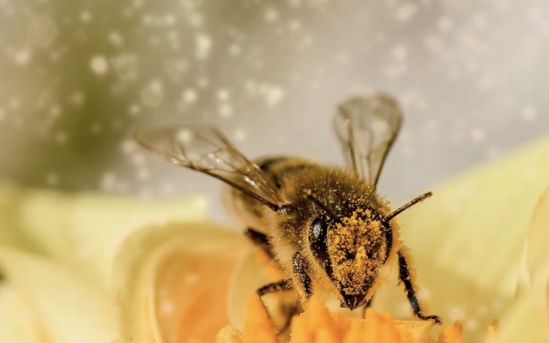 Europees Burgerinitiatief ‘Red de bijen en de boeren!’