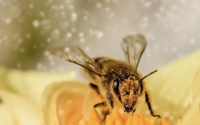 Europees Burgerinitiatief ‘Red de bijen en de boeren!’