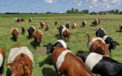 Warmond vraagt aandacht voor historische koeienrassen