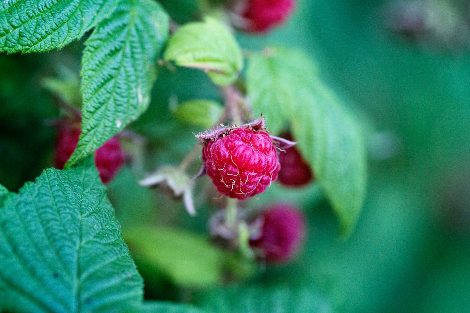 Foto van wildplukken in Nederland