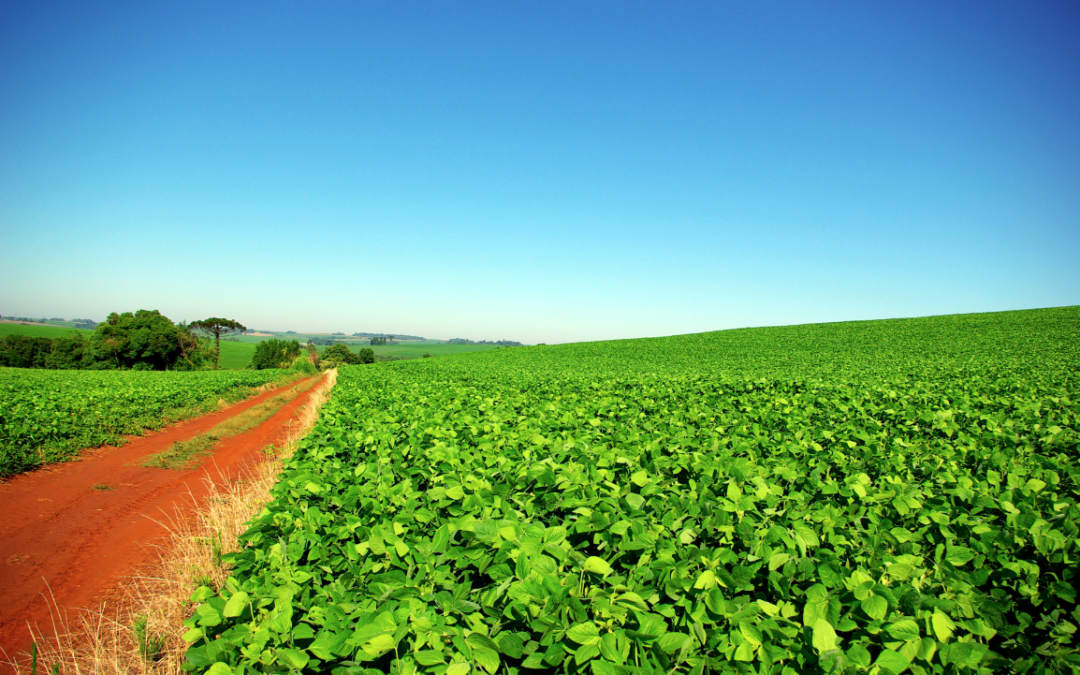 Brazil: Contrasting Agricultural Landscapes
