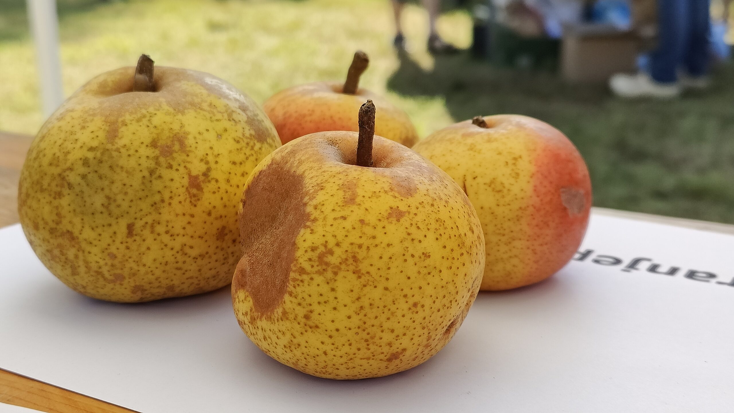 Achterhoekse appels - Ark van de Smaak