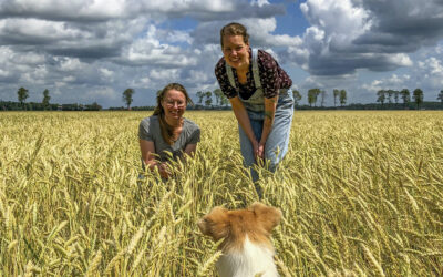 Ons Dagelijks Desembrood: circulair van akker tot bakker