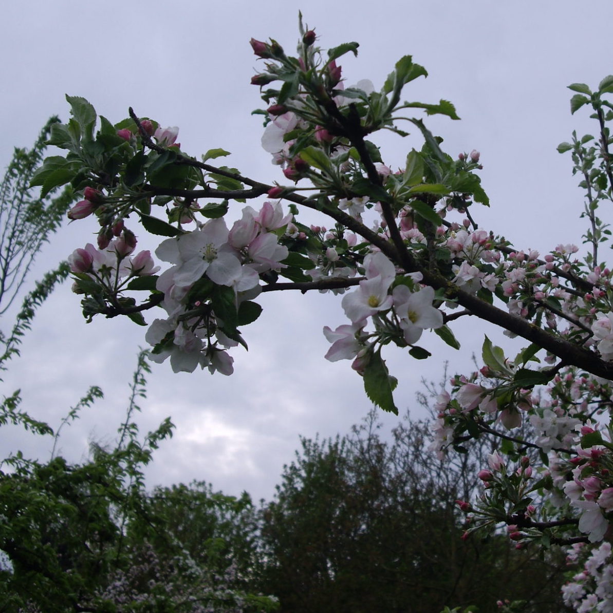 Slow Food Betuwe