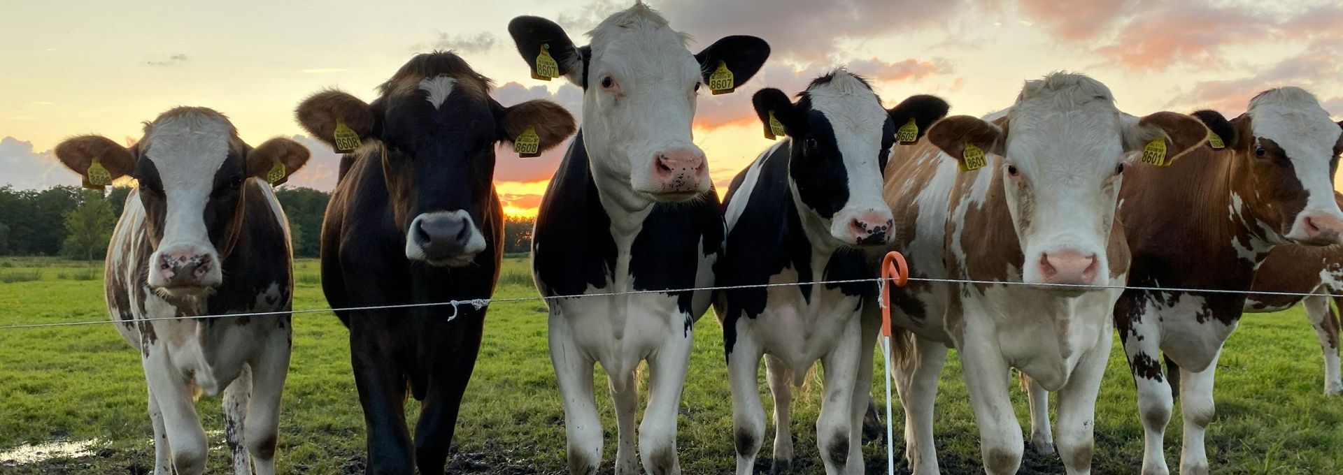 Eten tot het op is - Slow Food Nederland